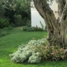 ../immagini/Giardini/Giardini_e_terrazzi/un_giardino_sul_mare_della_Toscanagrandi