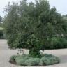../immagini/Giardini/Giardini_e_terrazzi/un_giardino_sul_mare_della_Toscanagrandi